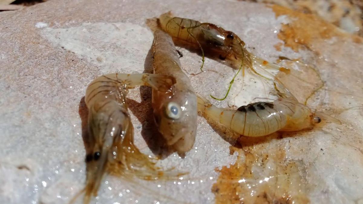 El Mar Menor vuelve a expulsar peces muertos a las puertas del verano