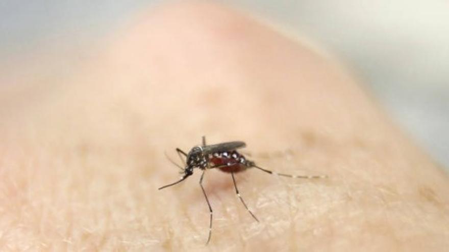 Seis respuestas sobre el Zika