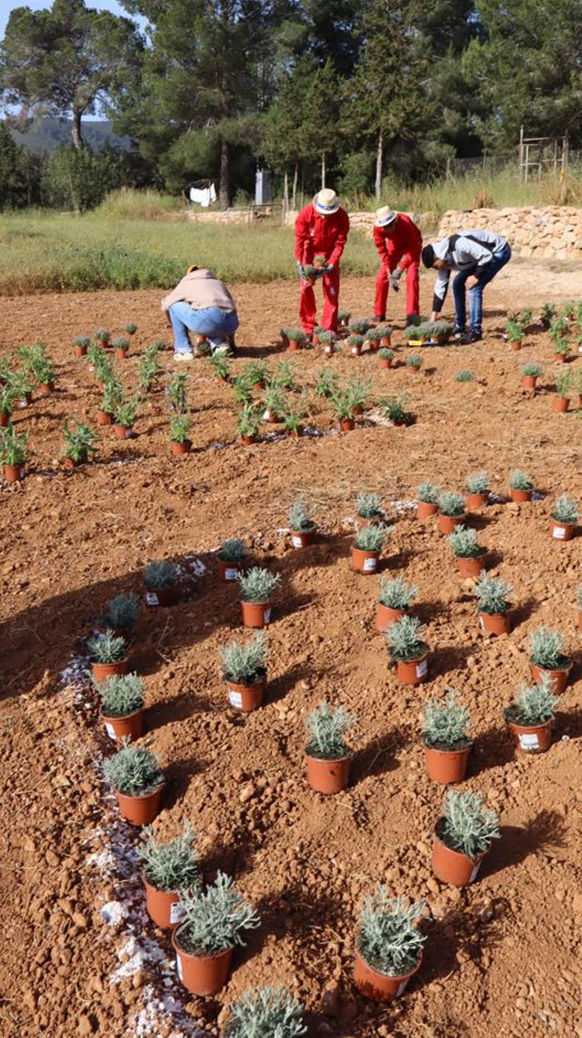 No te pierdas las mejores fotos de la plantación de un jardín para polinizadores