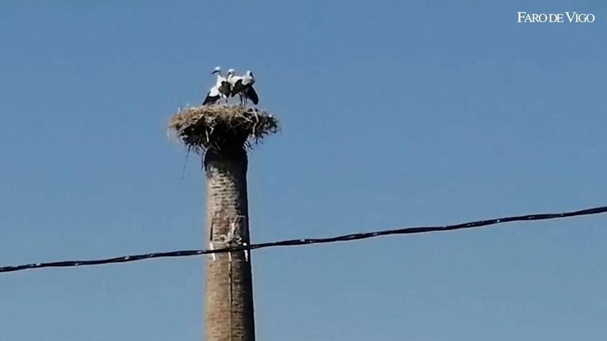 Un nido de cigüeñas aparece en un antiguo aserradero de Chapa