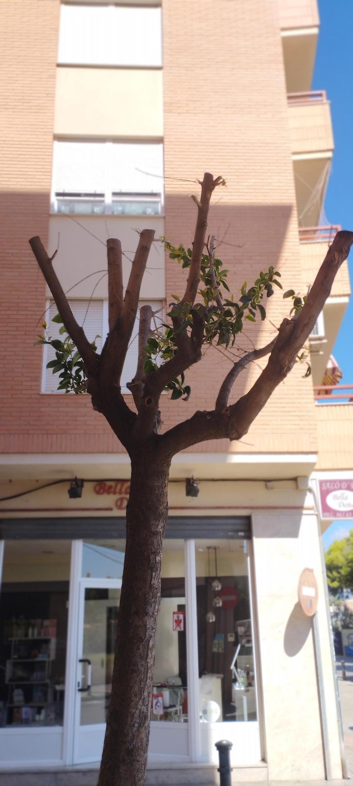 El árbol que se poda en la calle Pintor Manuel Baeza.