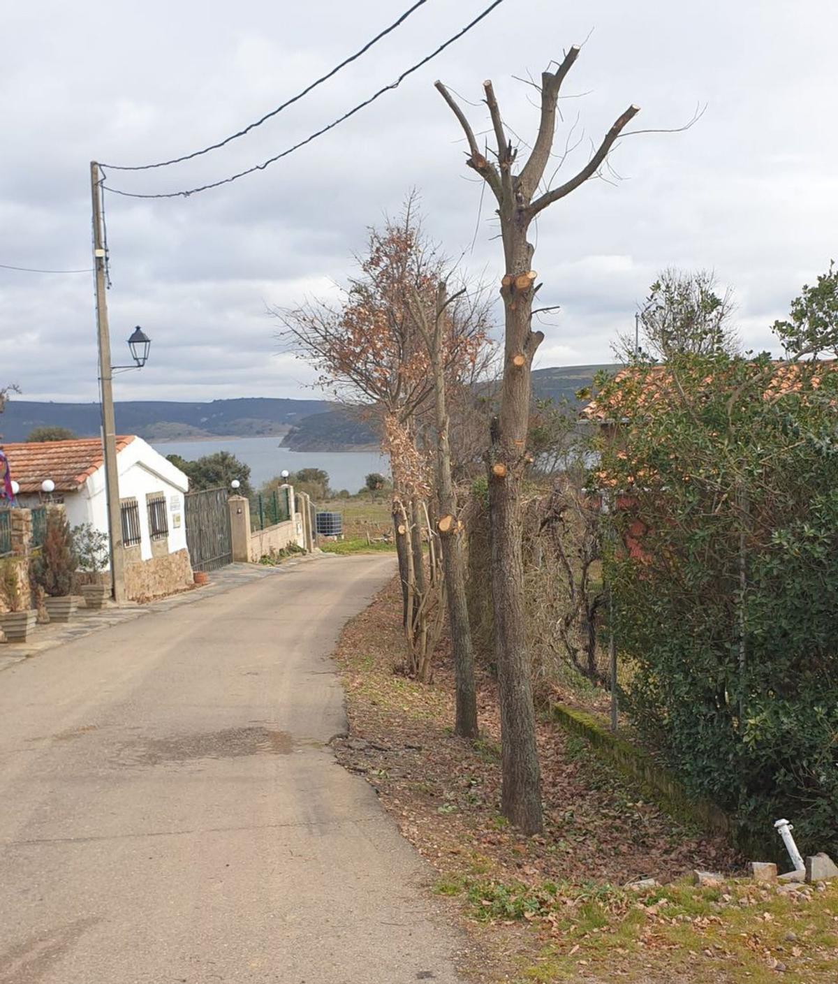 Robles podados en Villaflor. | Cedida