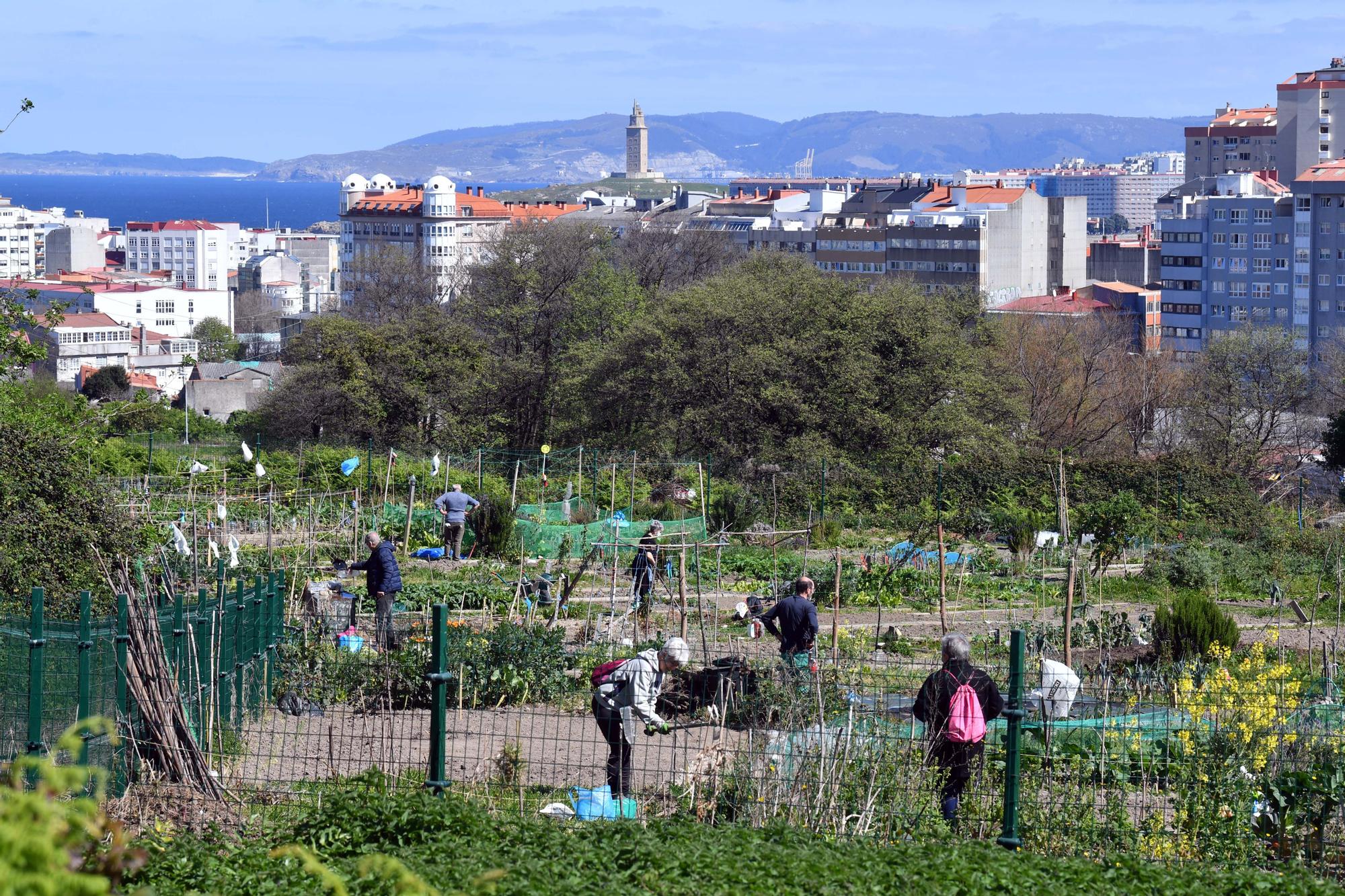 Huertos urbanos de A Coruña, un ocio saludable