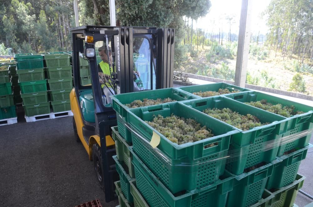 Las grandes bodegas tiran del carro en la vendimia Rías Baixas.