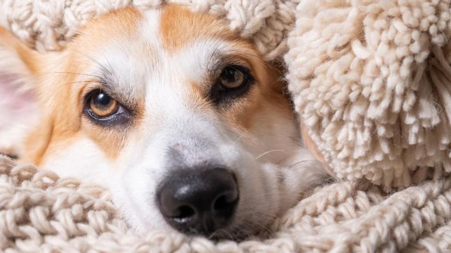 Recomendaciones para que tu perro no se resfríe este invierno