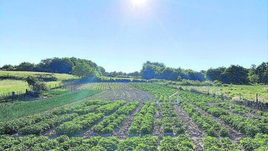 Una tesis establece modelos para reducir el uso de pesticidas en el cultivo de la patata