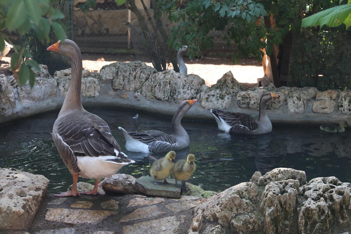 Ánsares comunes 2. Zoo de Aves de Herrera de Pisuerga