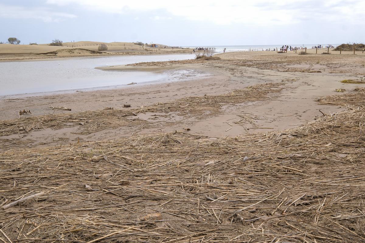 La Charca de Maspalomas, tras el paso de la borrasca Therese.