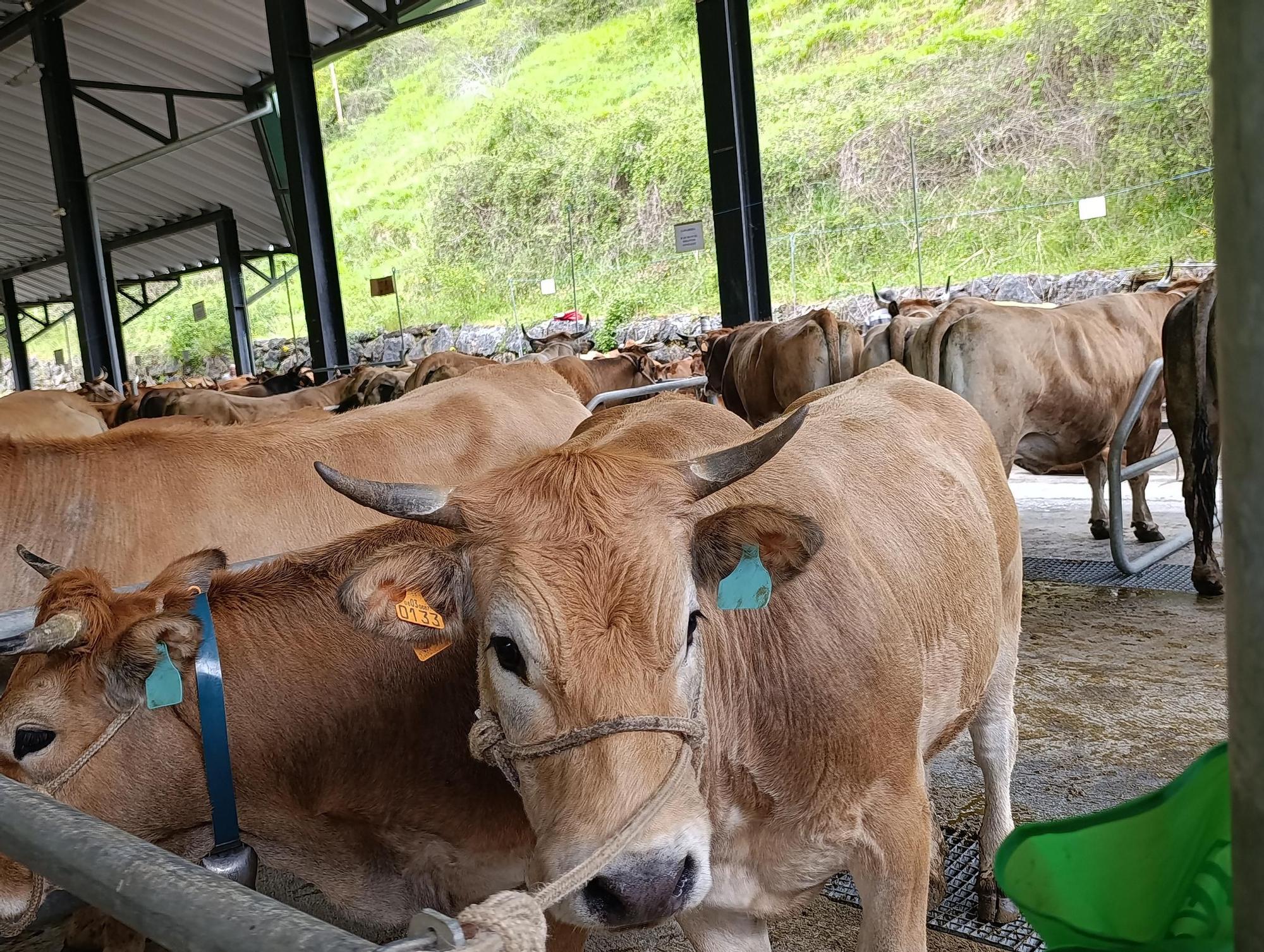 El XXXI Certamen-Exposición de Asturiana de los Valles de Teverga, en imágenes