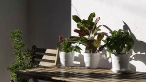 La ley de propiedad horizontal lo deja claro: la comunidad puede prohibirte tener plantas o un huerto en el balcón.