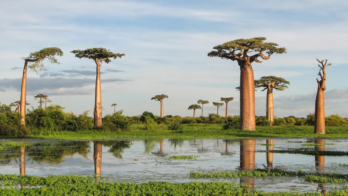 Ejemplares de baobab de Grandidier, especie en peligro de extinción, en Madagascar.