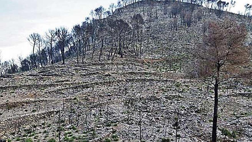 Imagen de la Serra de Tramuntana en 2014, tras el incendio.