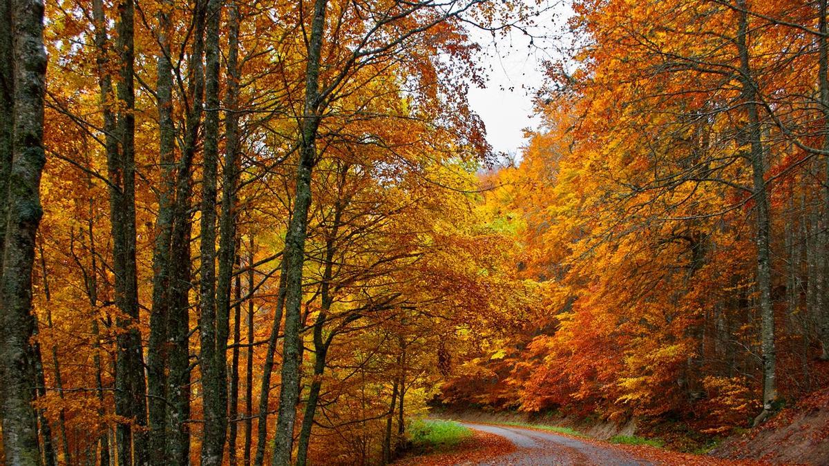 Bosque atlántico, otoño, ecosistema del mes