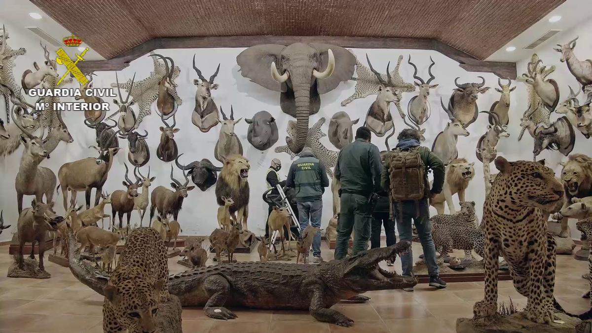 FOTOS | Las imágenes de la colección de animales disecados hallada en Bétera, la más grande de España FOTOS | Las imágenes de la colección de animales disecados hallada en Bétera, la más grande de España