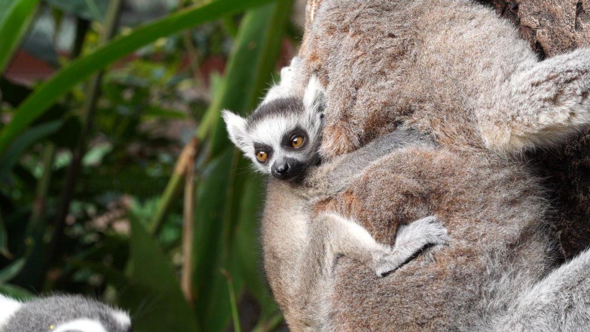 Loro Parque cumple 48 años