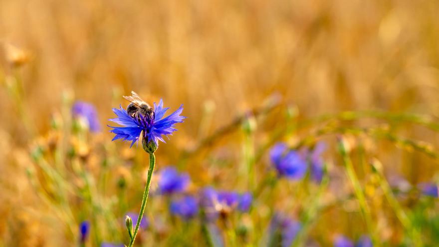 ¿Cuándo empieza la primavera 2022 en España?