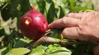 Importantes daños en fincas de fruta a punto de cosechar en el Segrià por la tormenta del sábado