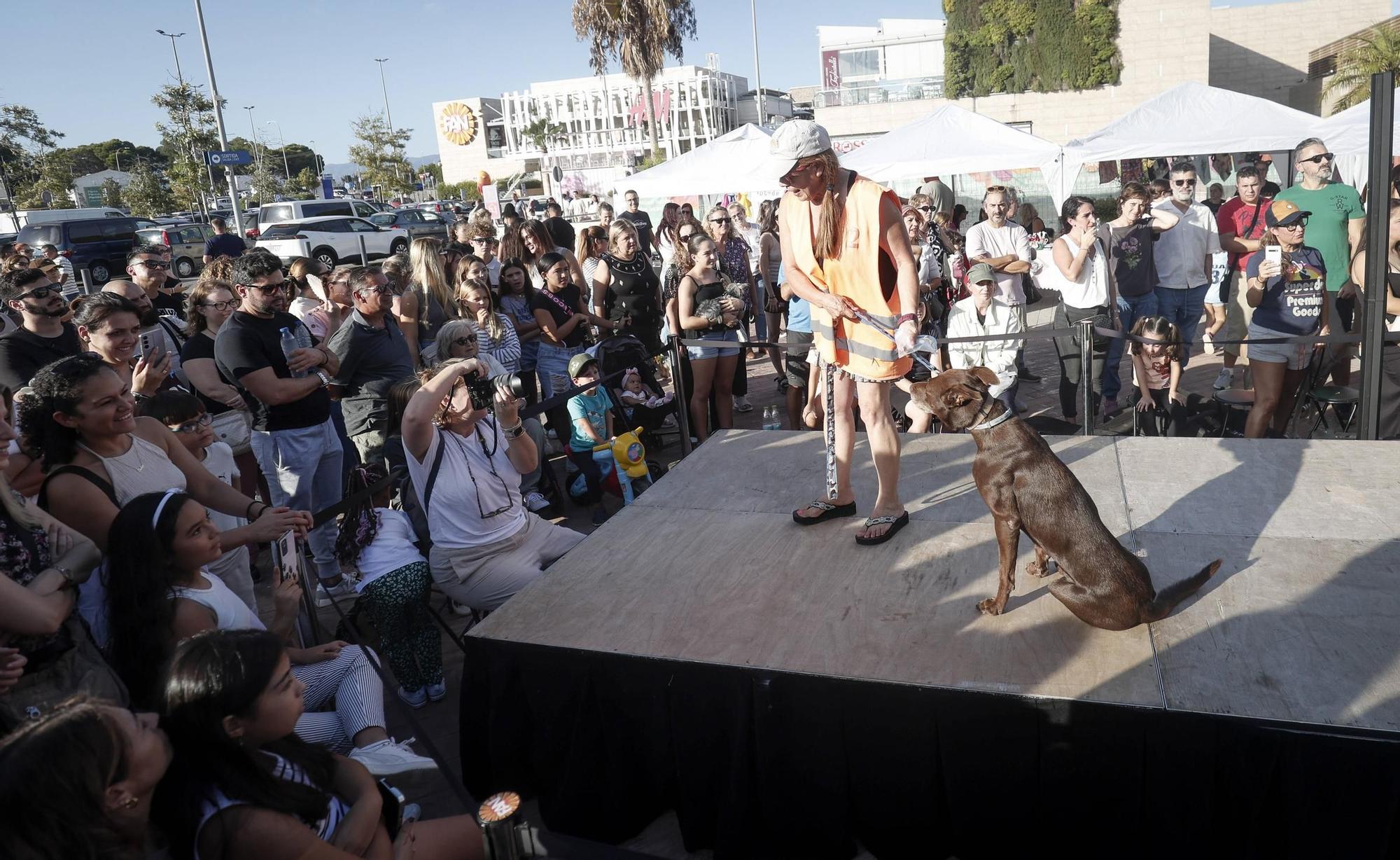FOTOS | Desfile de Peluditos: Varios perros de Son Reus buscan un hogar