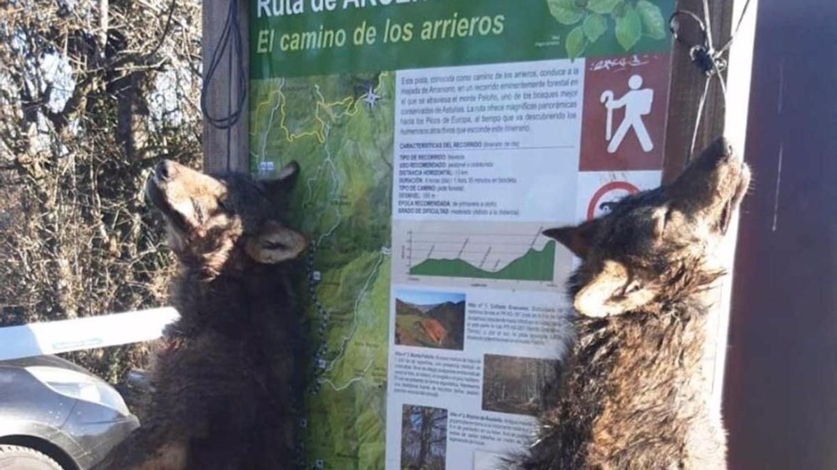 Los dos lobos hallados muertos en Ponga.