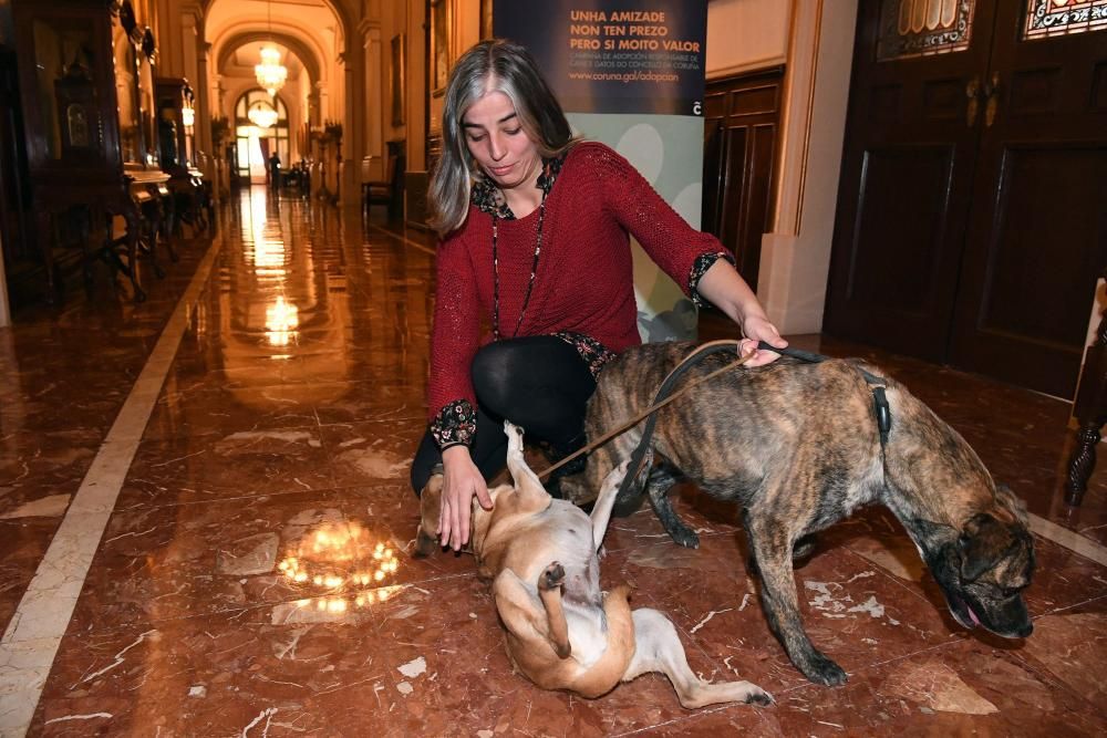 A Coruña fomenta la adopción de mascotas