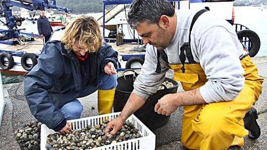 Dos mariscadores gallegos separan berberechos de almejas.