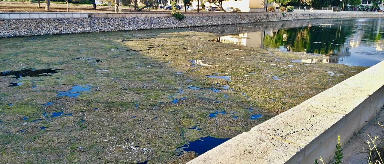 Imagen del estanque artificial de s&#039;Illot, con una espesa capa de algas.