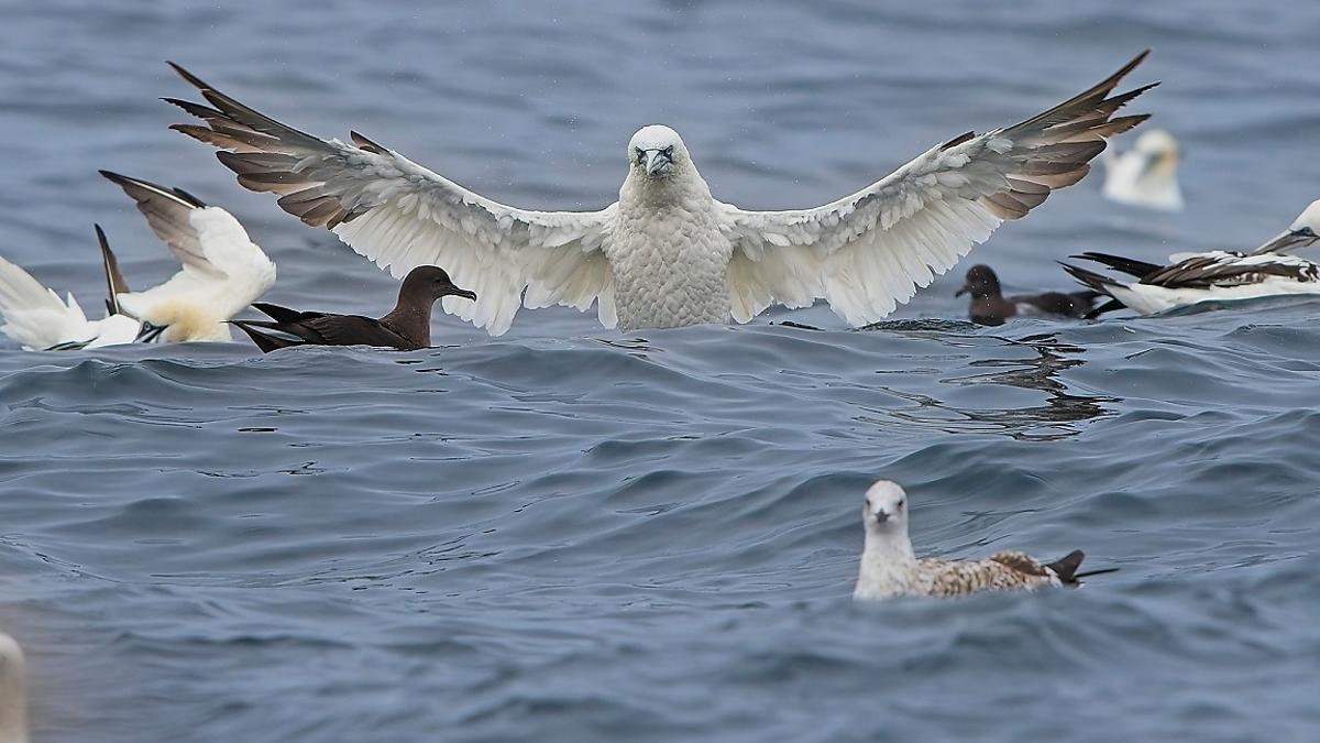 Un alcatraz extiende las alas junto a otros individuos de su especie, gaviotas, págalos, paíños y pardelas.