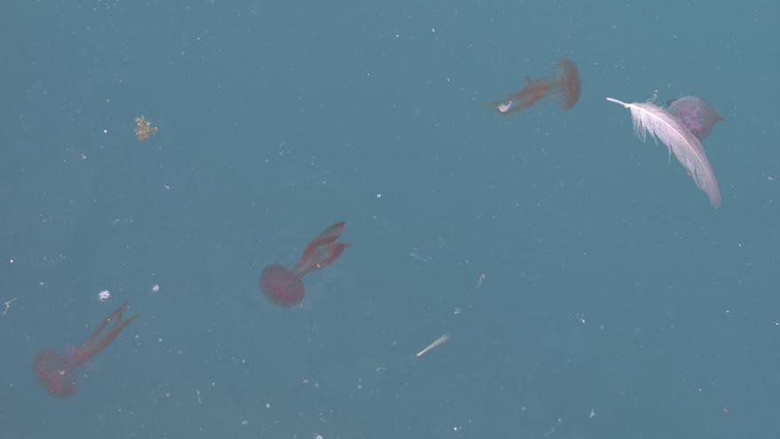 Las medusas &#039;sabotean&#039; la 59 Travesía a Nado del puerto de Málaga