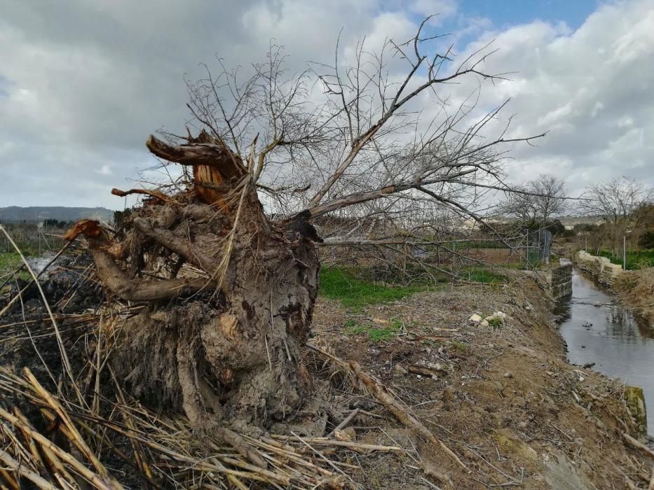 Terra Ferida denuncia el destrozo de bosques de ribera por parte de la conselleria de Medio Ambiente