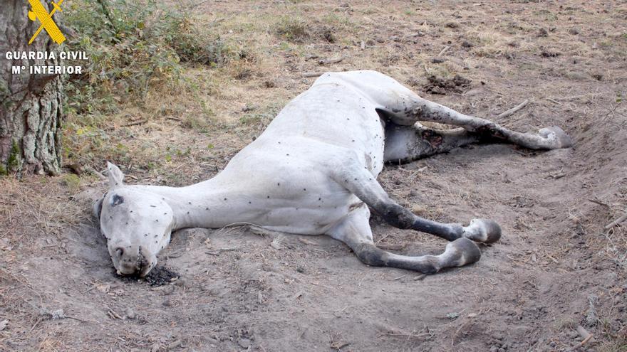 Investigado el propietario de una yegua por maltrato animal en Segovia