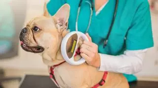 Microchip en perros y gatos: qué problemas evita y por qué es clave antes de adoptar o viajar
