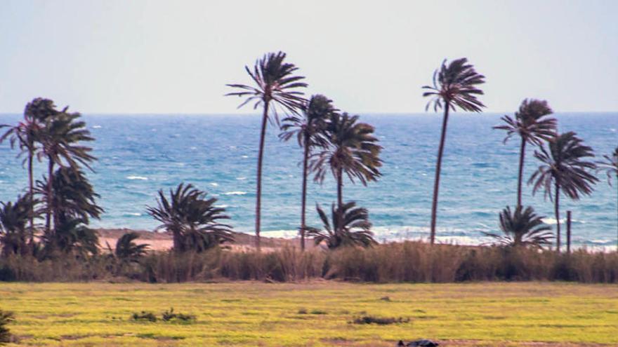 Ferris Hills propone ahora ceder el palmeral a cambio de urbanizar parte de la finca