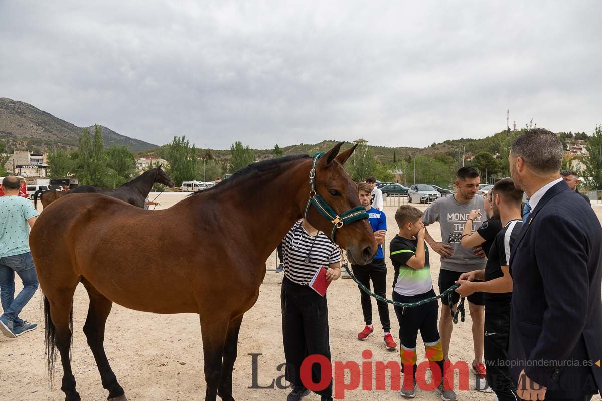 Control veterinario de los Caballos del Vino en Caravaca