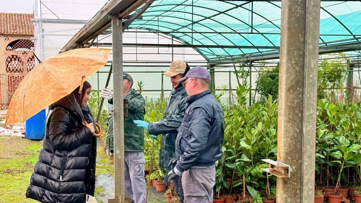 Campaña de arbolado 2026