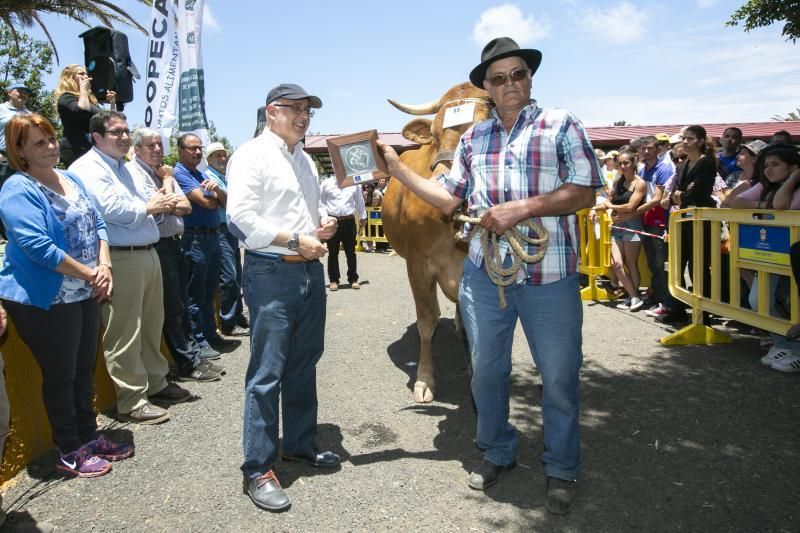 26.05.18. Bañaderos, Arucas. Feria de Ganado Selecto de Gran Canaria. Granja del Cabildo de GC..  Foto Quique Curbelo  | 27/05/2018 | Fotógrafo: Quique Curbelo