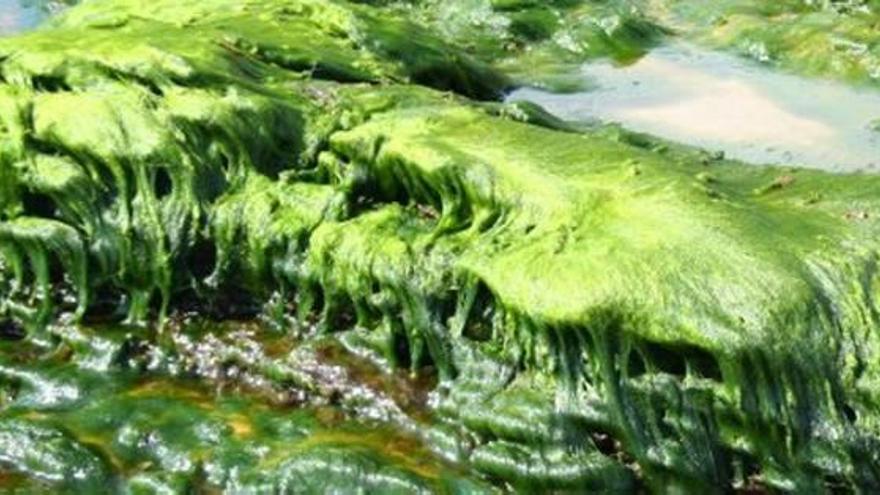 La proliferación de algas está relacionada con el exceso de nutrientes en el mar.