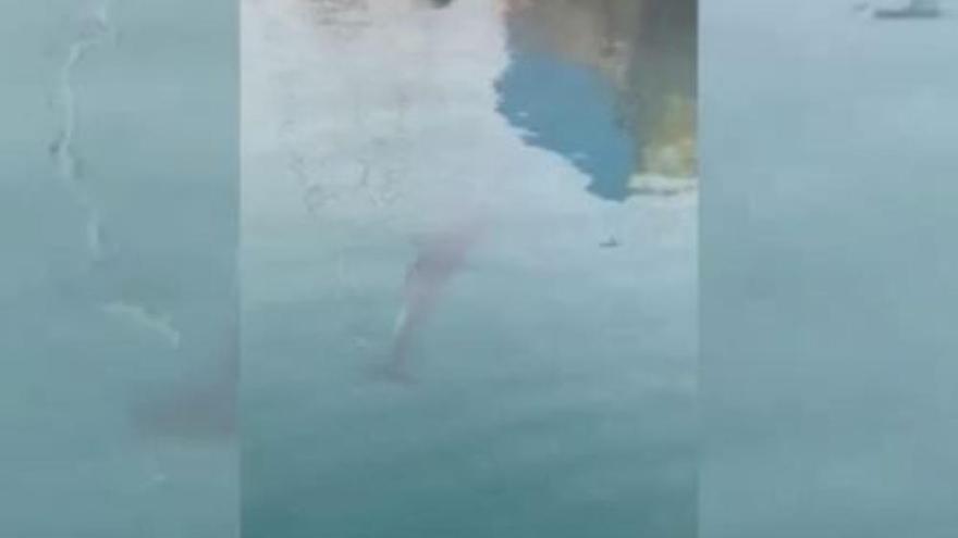 Un delfín sorprende a los transeúntes y bañistas en Adeje
