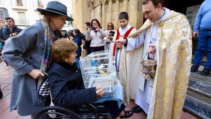 Las mascotas reciben la bendición por el día de San Antonio Abad