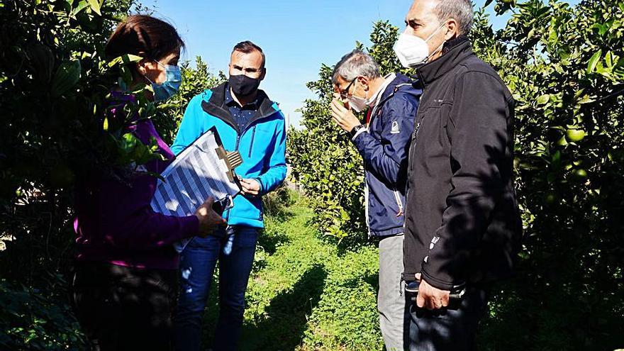 La inspección realizada en el campo de Oliva. | LEVANTE-EMV