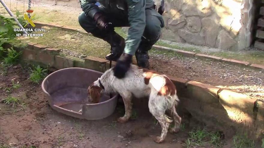 Rescatan medio centenar de perros de perrera ilegal