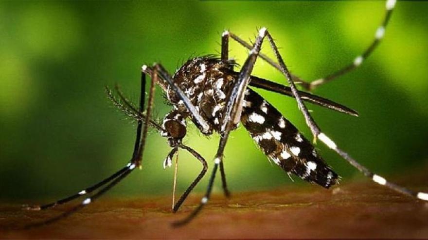 Sadeco captura un mosquito tigre en un domicilio de Córdoba