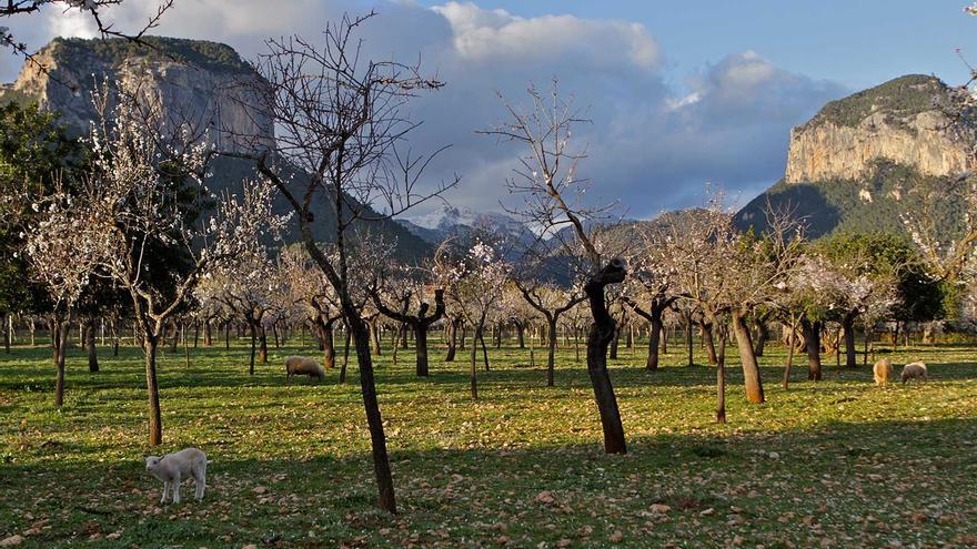 Wetter Alaró (19.04.24 bis 26.04.24): Sonnenschein und Frühlingstemperaturen auf Mallorca