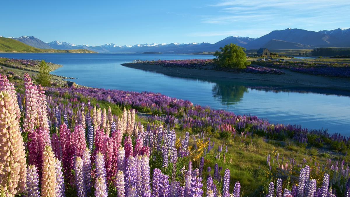 El Lago Tekapo Las Aguas Turquesas M s Intensas Del Mundo Estrellas 
