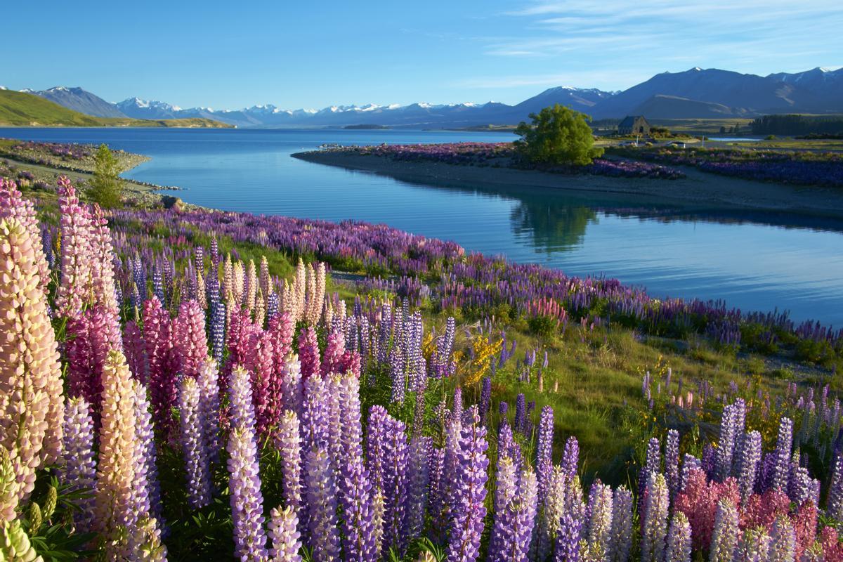 El lago Tekapo en Nueva Zelanda, parada clave en la próxima Expedición VIAJAR al país.