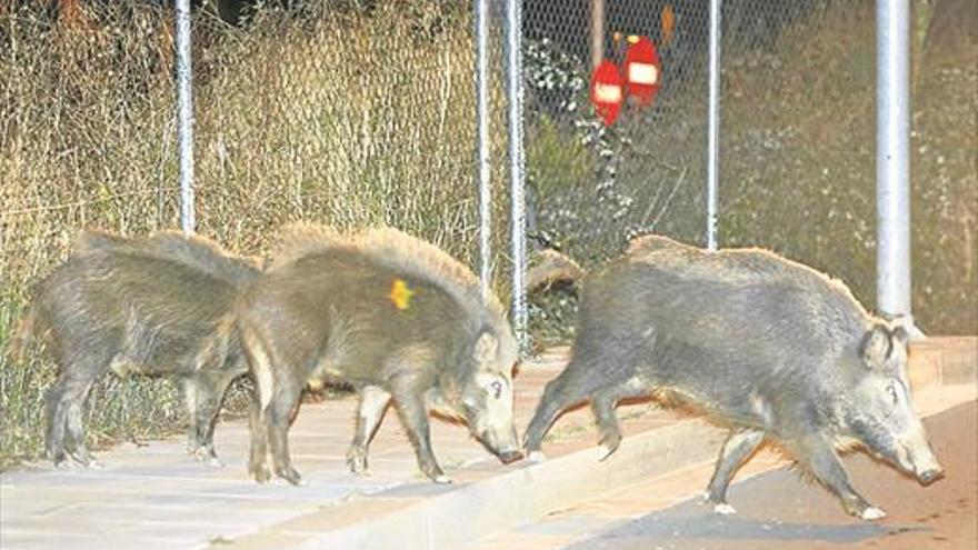 Utilizan feromonas de lobo para luchar contra la plaga de jabalís