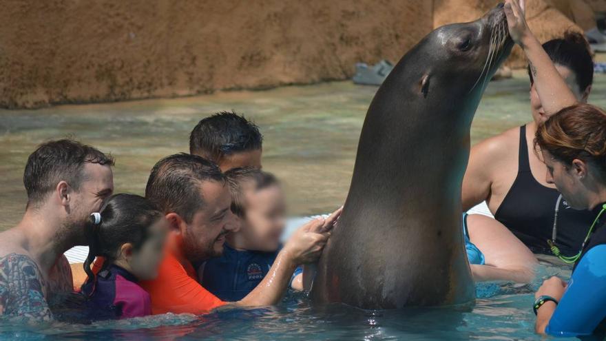 Más de 200 jóvenes reciben este verano terapia con leones marinos en Elche