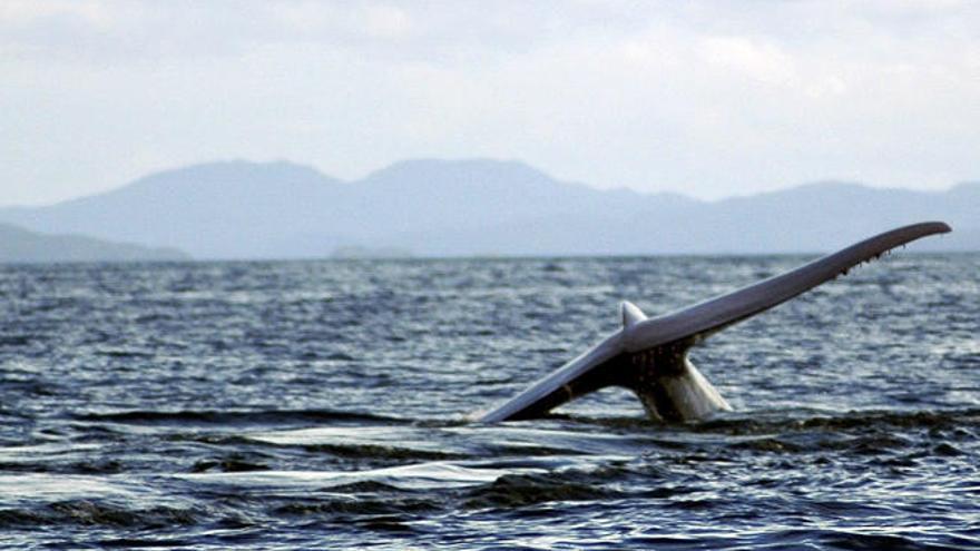 La cola de una ballena azul en Chile // R. Hucke-Gaete