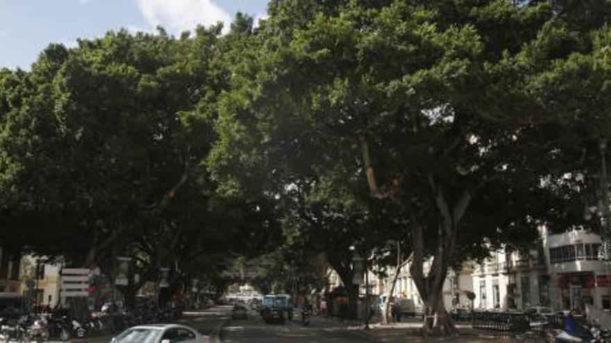 Imagen actual de los ficus de la Alameda