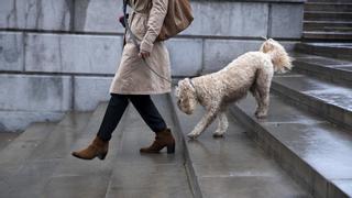 Los andaluces podrán acceder con sus mascotas a los edificios públicos