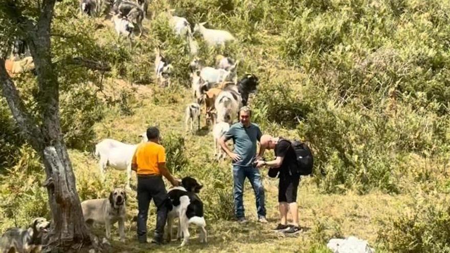 Desbroces, quemas controladas, cabras y pastoreo "digital" para luchar contra los incendios, el plan contra el fuego que prueba el Principado en el parque natural de Redes